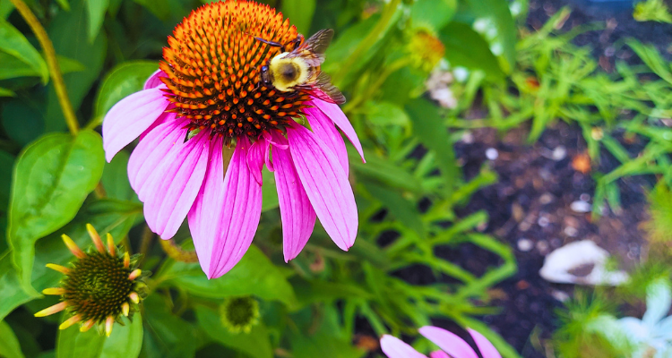 bee on flower
