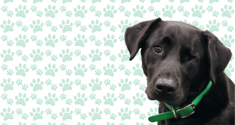 hootie, a dog, looking forward